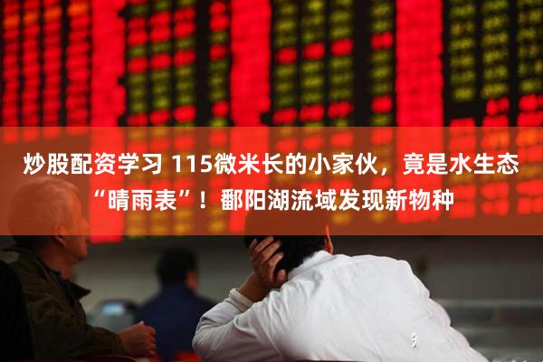 炒股配资学习 115微米长的小家伙，竟是水生态“晴雨表”！鄱阳湖流域发现新物种